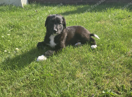 Lurcher puppies 2 left ready to go