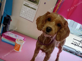 Connie the cockapoo