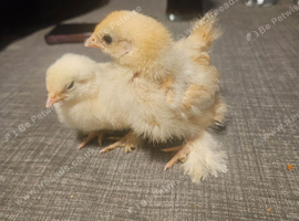 Pekin chicks