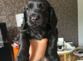 Black Cocker Spanials