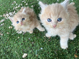Beautiful kittens