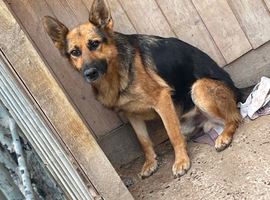 German shepherd boy