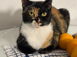 Candy- female cat
