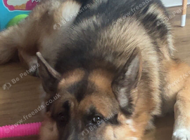German shepherd