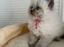 Ragdoll kittens