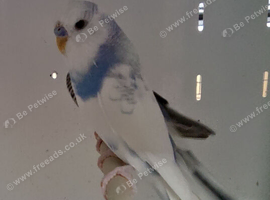 3 budgies