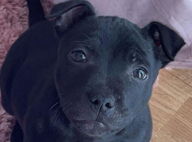 Gorgeous staffy female pup