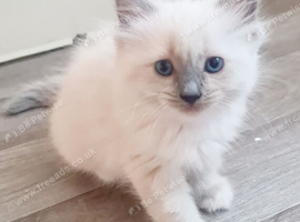 Pure ragdoll kitten for sale