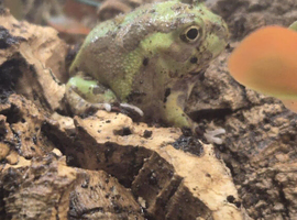 Chaco Horned Frogs (Chacophrys pierottii) at Birmingham Reptiles