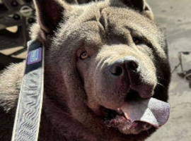 Smooth coated chow chow