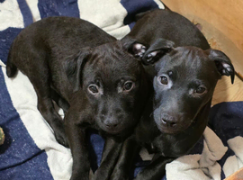 Beautiful Patterdale Puppies