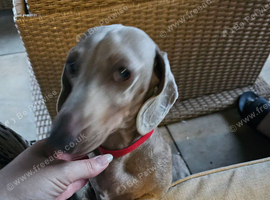 Lilac and fawn female miniature dachshund