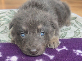 BLUE & TAN GERMAN SHEPHERD PUPPIES