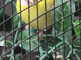 Blue face parrot finches