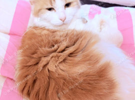 Rehoming angel