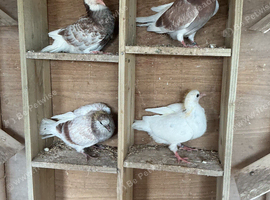 Young rollers for sale