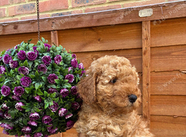 Beautiful Cockapoo puppies for Sale Ready to Leave