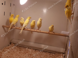 Rylander  canaries