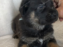 German Shepherd X Puppies For Sale