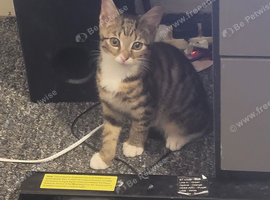13 week old kittens