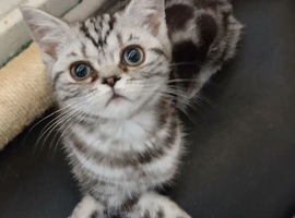 Bsh.kitten boy looking for new home now.