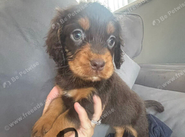 Cocker spaniel