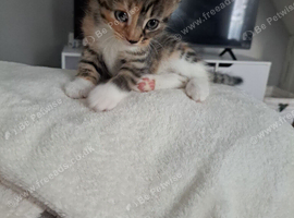 Kittens