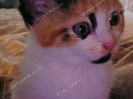 Kittens ready for rehoming