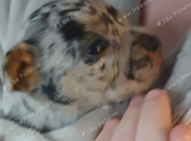 French bulldog x