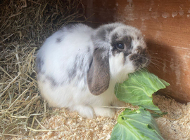Handsome boy looking for loving home