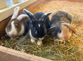 8 week old rabbits for sale