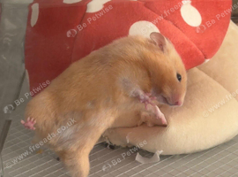 Syrian hamster