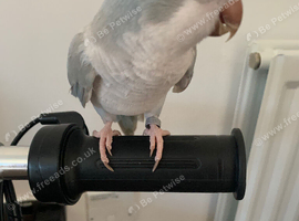 Tame Quaker baby