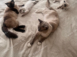 Adorable Pedigree Ragdoll Kittens For Sale