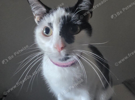 19 month old female cat for rehoming