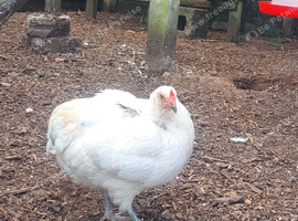 2 beautiful chooks laying well