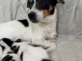 Jack Russels