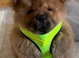 18 week old chow chow male puppy