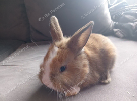 Mini lion lop girl ready 30th june
