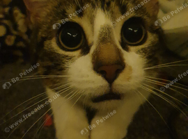 Sweet and affectionate Mickey - comes with things