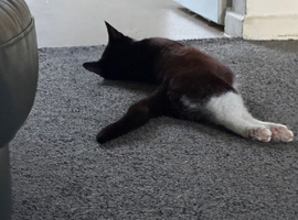 Cats