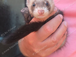 Half bews /sandy kits