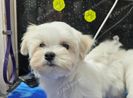 Outstanding Quality Maltese Puppy Boy Available