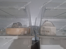 2 Male Hamsters & large cage.