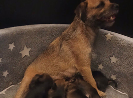 Border terrier puppies north east uk