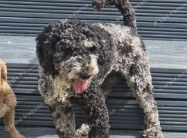 Gorgeous Miniature Poodle Unique Colour
