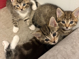 I have 3 gorgeous bengal/tabby kittens for forever home