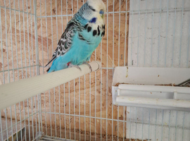 Exposition Budgies