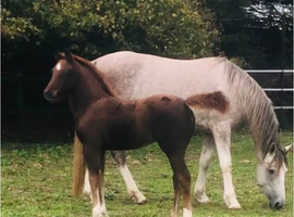 Clewbay Flash
