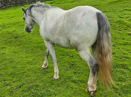 Registered welsh sec A filly